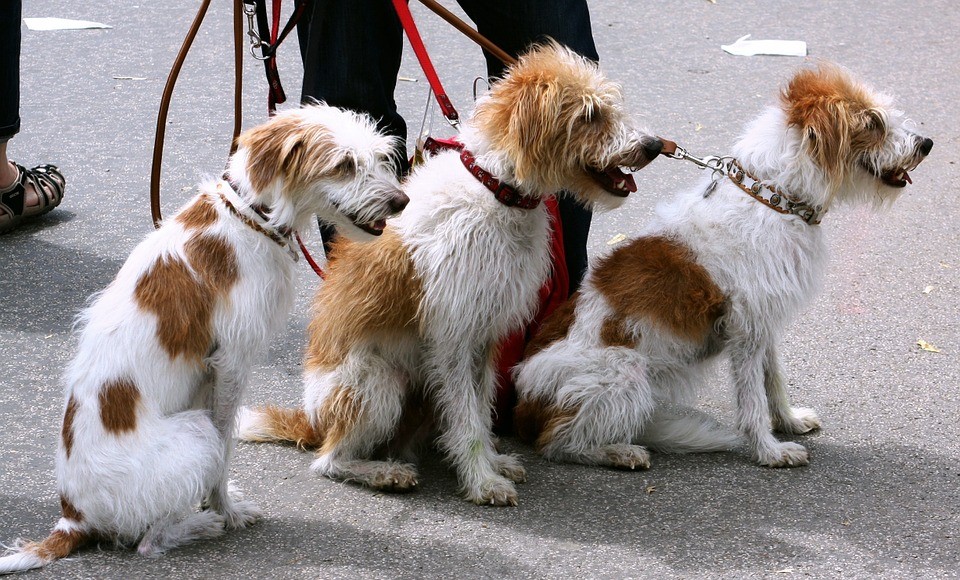 Dogs on Leash